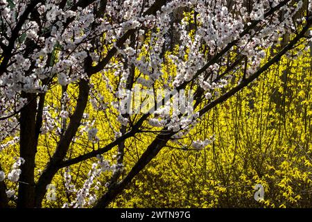 Weißer gelber Frühlingsgarten Punus blüht auf Zweigen Foesythia blühender Sträucher Stockfoto