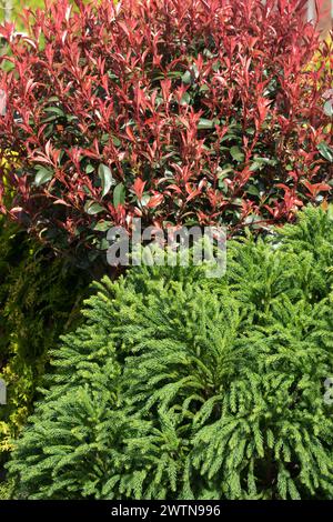 Rotspitze Photinia Japanische Zederne Rotgrünes Laub, Nadelbäume, Laubblättrige kleine Bäume Cryptomeria japonica Photinia x Fraseri Garten Kontrastquelle Stockfoto