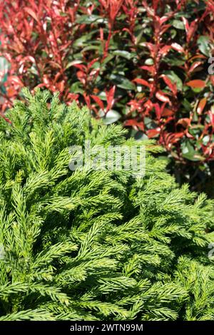 Cryptomeria japonica „globosa Nana“ Japanische Zederne grünes Laub Cryptomeria Rotspitze Photinia Spring,Photinia x fraseri „Carre Rouge“ Rote Blätter Stockfoto