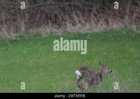 Hirsche auf Grünland, Bayern, Deutschland - März 2024 Stockfoto