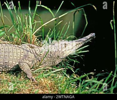 Tierwelt. Reptil. Australisches Süßwasserkrokodil. Crocodylus johnsoni. Stockfoto