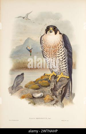 Vintage Bird Lithografie. Wanderfalke, Falco peregrinus. Von John Gould 1862. Stockfoto