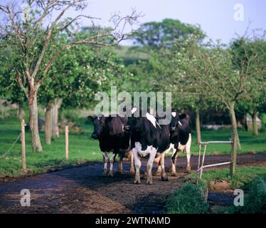 England. Somerset. Tierhaltung. Milchkühe auf dem Weg durch den Obstgarten. Stockfoto
