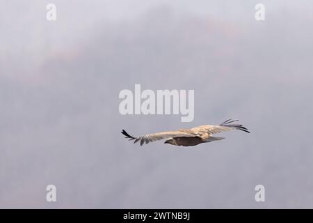 Der Gänsegeier (Gyps fulvus), regionaler Naturpark Sirente Velino, Abruzzen, Italien. Stockfoto