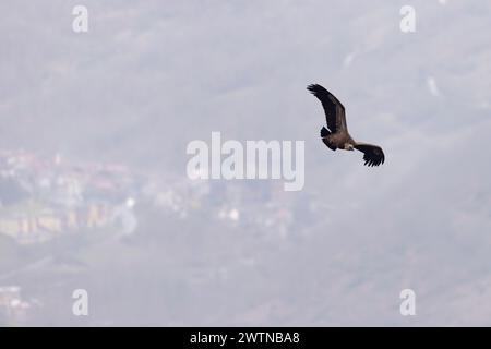 Der Gänsegeier (Gyps fulvus), vor der Stadt Pagliara dei Marsi in den Abruzzen, Italien. Stockfoto