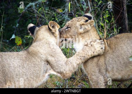 Lion Cubs, die während einer Safari im Karongwe Game Reserve, Südafrika, gesehen werden Stockfoto