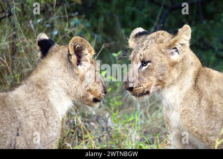 Lion Cubs, die während einer Safari im Karongwe Game Reserve, Südafrika, gesehen werden Stockfoto