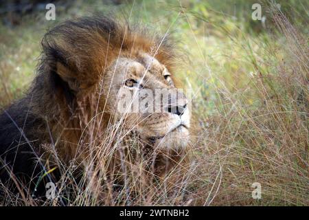 Ein männlicher Löwe, der während einer Safari im Karongwe Game Reserve, Südafrika, gesehen wurde Stockfoto