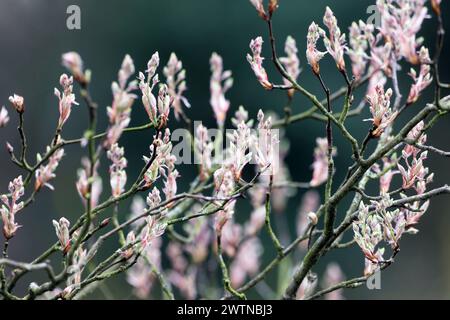 Blühgehölze in Gärten und Parkanlagen die Knospen der Felsenbirne kurz vor Beginn der Blüte im Frühling *** blühende Sträucher in Gärten und Parks die Knospen der Felsenbirne kurz vor Beginn der Blüte im Frühjahr Stockfoto