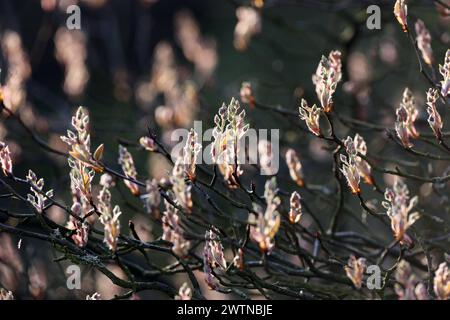 Blühgehölze in Gärten und Parkanlagen die Knospen der Felsenbirne kurz vor Beginn der Blüte im Frühling *** blühende Sträucher in Gärten und Parks die Knospen der Felsenbirne kurz vor Beginn der Blüte im Frühjahr Stockfoto