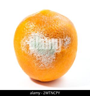 Reifes Orange auf weißem Hintergrund. Isolierte Zitrusfrüchte mit Schimmel Stockfoto