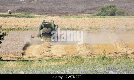 Ernte von Getreide auf dem Feld mit dem Mähdrescher Stockfoto