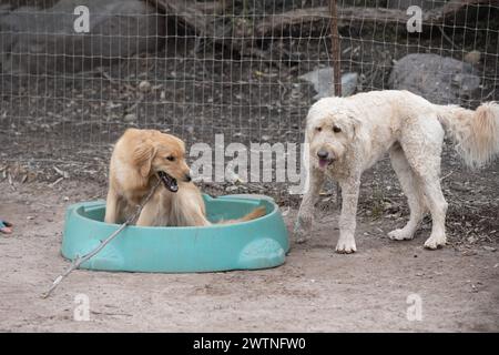 Der Angous American Standard Poodle-Hund beobachtet einen Golden Retriever-Freund, der an einem Stock kaut, während er in einem kleinen Pool sitzt. Stockfoto