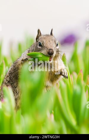 Eichhörnchen am Strand, das an sonnigen Tagen saftig saftig saftig saftig isst. Friedliche, entspannende und lustige Tierwelt Stockfoto