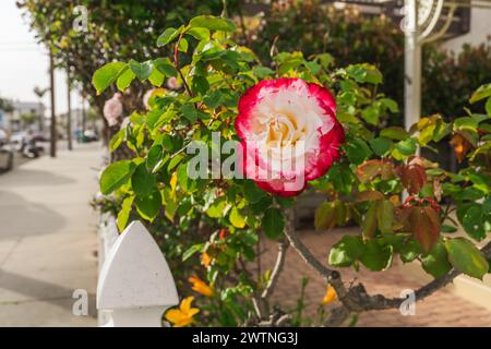 Schöne, rosa-weiße Rose im Busch aus nächster Nähe. Rosenbüsche blühen im Garten, verschwommenes Stadtbild im Hintergrund Stockfoto