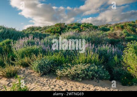 Wildnis. Sträucher und Wildblumen. Kolonie der silbernen Lupine (Lupinus argenteus), wunderschöne erbsenartige blaue Wildblumen in Blüte, und die Wolke Stockfoto