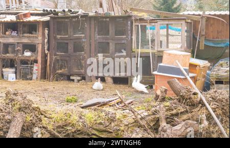 Eine Gruppe von Hausenten auf dem Bauernhof wird sich ernähren. Ente im Dorf Stockfoto