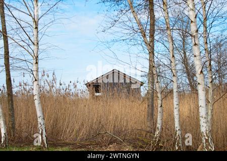 Biodiversität Haff Reimech, Feuchtgebiet und Naturschutzgebiet in Luxemburg, Teich umgeben von Schilf und Bäumen, Vogelbeobachtungspunkt Stockfoto