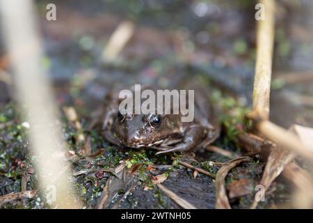 AGA Kröte, Bufo Marinus auf einem Baumstamm sitzend, Amphibienbewohner im Feuchtgebiet-Ökosystem, Haff Reimech Stockfoto