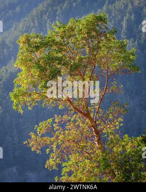 Madrone Tree, Lake Crescent, Olympic National Park, Washington, USA. Stockfoto