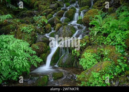 Ein kleiner Bach stürzt über moosige Felsen im Quinault-Viertel des Olympic National Park, Washington, USA. Stockfoto