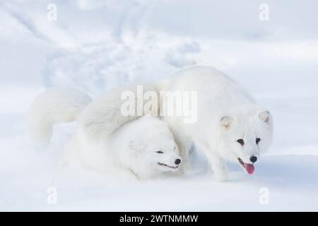 Polarfuchs Vulpes lagopus, 2 Erwachsene im Wintermantel, Wandern im Schnee, kontrollierte Bedingungen Stockfoto