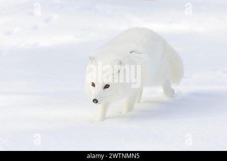 Polarfuchs Vulpes lagopus, Erwachsener im Wintermantel, Wandern im Schnee, kontrollierte Bedingungen Stockfoto