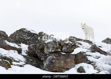 Arktischer Wolf Canis Lupus arctos, Erwachsener stehend auf schneebedeckten Felsen, kontrollierte Bedingungen Stockfoto