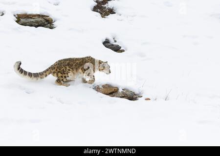 Schneeleopard Panthera uncia, Erwachsener zu Fuß auf schneebedeckten Pisten, kontrollierte Bedingungen Stockfoto