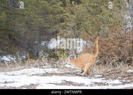 Puma Felis concolor, Jugendlauf, Montana, USA, März Stockfoto