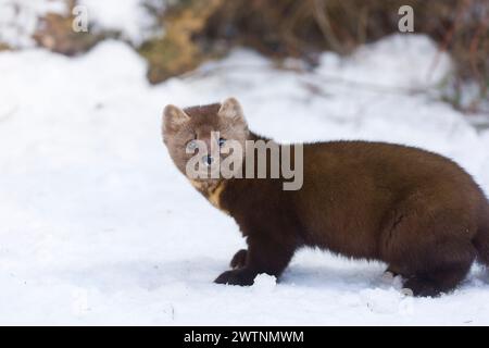 Amerikanischer Kiefernmarder Martes americana, Erwachsener stehend auf Schnee, Montana, USA, März Stockfoto