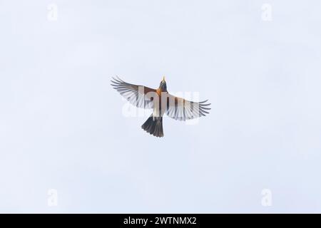 American robin Turdus migratorius, Erwachsenenflug, Montana, USA, März Stockfoto