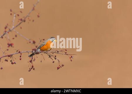 Amerikanischer robin Turdus migratorius, Erwachsener auf Niederlassung, Montana, USA, März Stockfoto