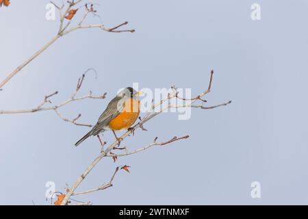 Amerikanischer robin Turdus migratorius, Erwachsener auf Niederlassung, Montana, USA, März Stockfoto