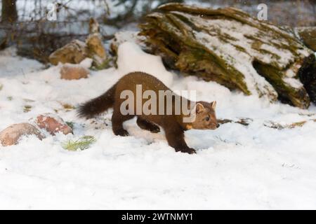 Amerikanischer Pinienmarder Martes americana, Erwachsener spazieren auf Schnee, Montana, USA, März Stockfoto