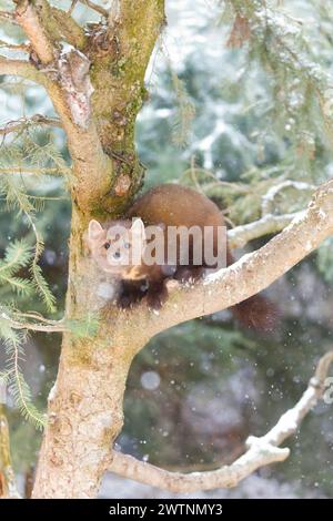 Amerikanischer Kiefernmarder Martes americana, Erwachsener stehend in Kiefer, Montana, USA, März Stockfoto