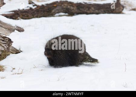 Nordamerikanisches Stachelschwein Erethizon dorsatum, erwachsenes Weibchen, das auf Schnee steht, Montana, USA, März Stockfoto