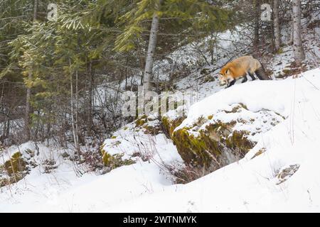 Rotfuchs Vulpes vulpes, Erwachsener, stehend auf Felsen im Schnee, Montana, USA, März Stockfoto