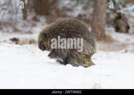 Nordamerikanisches Stachelschwein Erethizon dorsatum, erwachsener Mann, der auf Schnee steht, Montana, USA, März Stockfoto