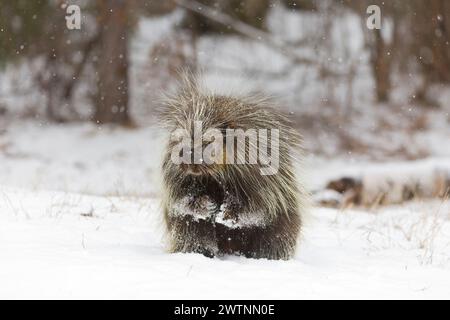 Nordamerikanisches Stachelschwein Erethizon dorsatum, erwachsener Mann, der auf Schnee steht, Montana, USA, März Stockfoto