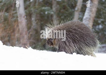 Nordamerikanisches Stachelschwein Erethizon dorsatum, erwachsener Mann, der auf Schnee steht, Montana, USA, März Stockfoto