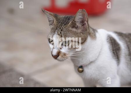 Nahaufnahme der weißen und grauen Hauskatze, indonesisches Haustier mit selektivem Fokus im Gesicht. Seitliche Sicht Stockfoto