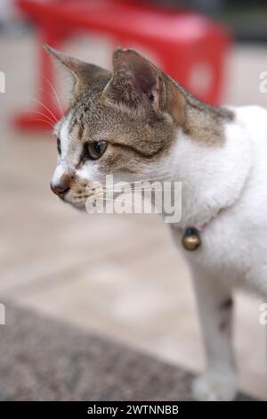 Nahaufnahme der weißen und grauen Hauskatze, indonesisches Haustier mit selektivem Fokus im Gesicht. Seitliche Sicht Stockfoto