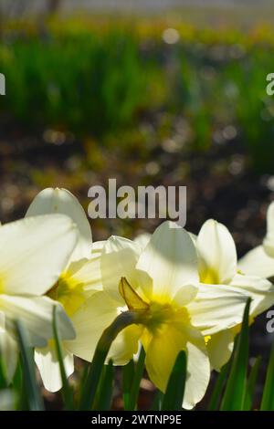 Rückansicht der Narzissen, die pünktlich zu Ostern, im Spätwinter, im frühen Frühling blühen. Missouri, MO, USA, USA Stockfoto