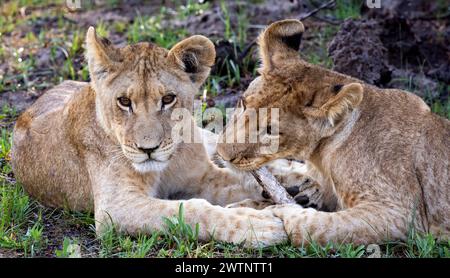 Kleine Löwenjungen spielen in Botswana, Afrika Stockfoto