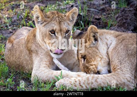 Kleine Löwenjungen spielen in Botswana, Afrika Stockfoto