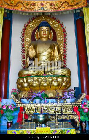 Ein goldener Buddha hebt den Schrein hervor, der mit Kerzen und Blumen des Tianmenshan-Tempels im Tianmen Mountain National Park geschmückt ist Stockfoto