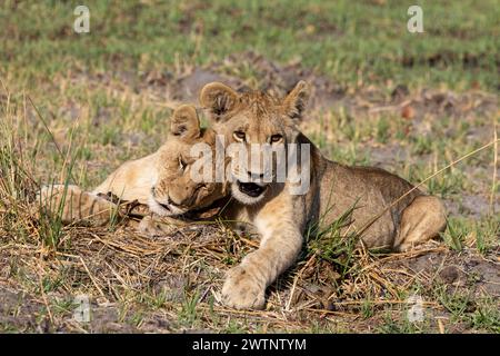 Kleine Löwenjungen spielen in Botswana, Afrika Stockfoto