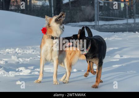 Zwei Hunde spielen im Winter im Schnee. Zwei Hunde haben Spaß. Stockfoto