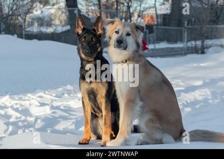 Zwei Hunde sitzen im Winter auf dem Schnee. Der Hund schaut in die Kamera. Stockfoto